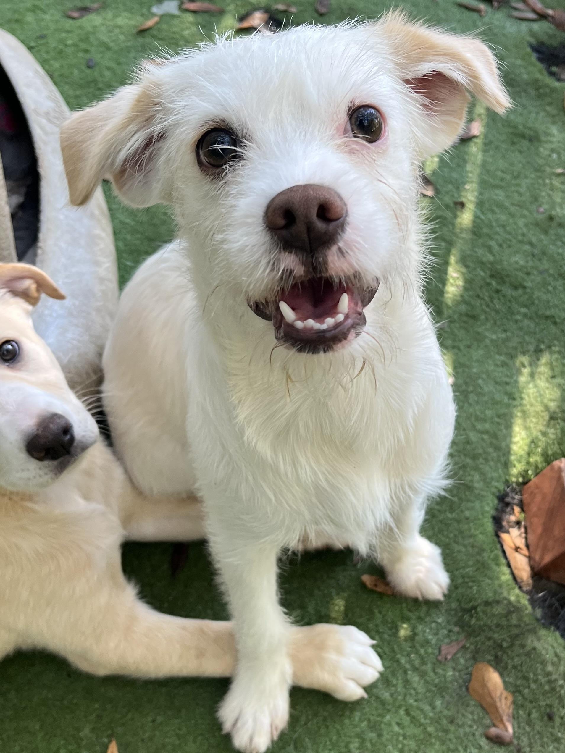 Enlarge Precious , a ADOPTABLE mixed breed in Barnwell , SC image 2/6