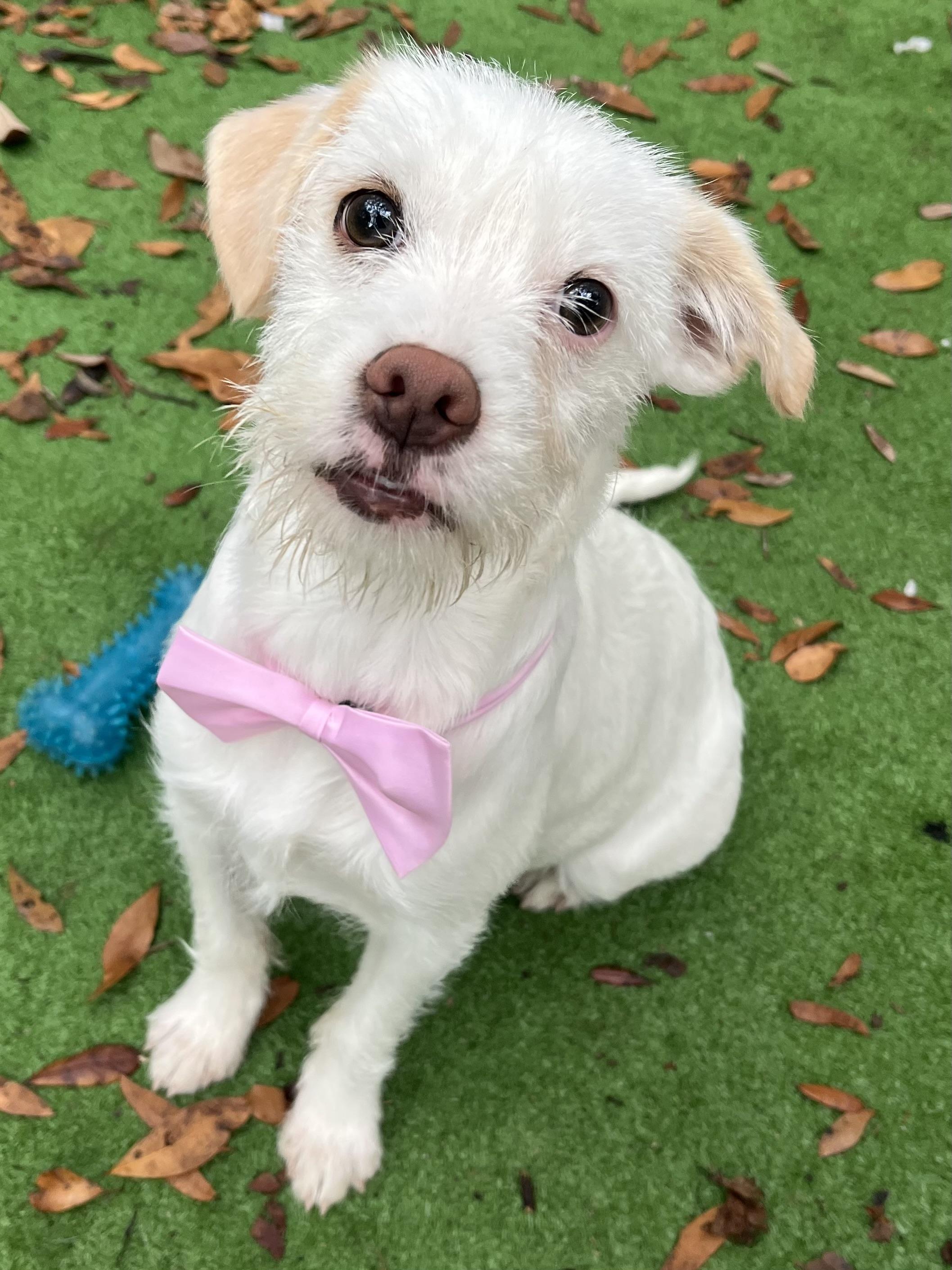 Enlarge Precious , a ADOPTABLE mixed breed in Barnwell , SC image 3/3