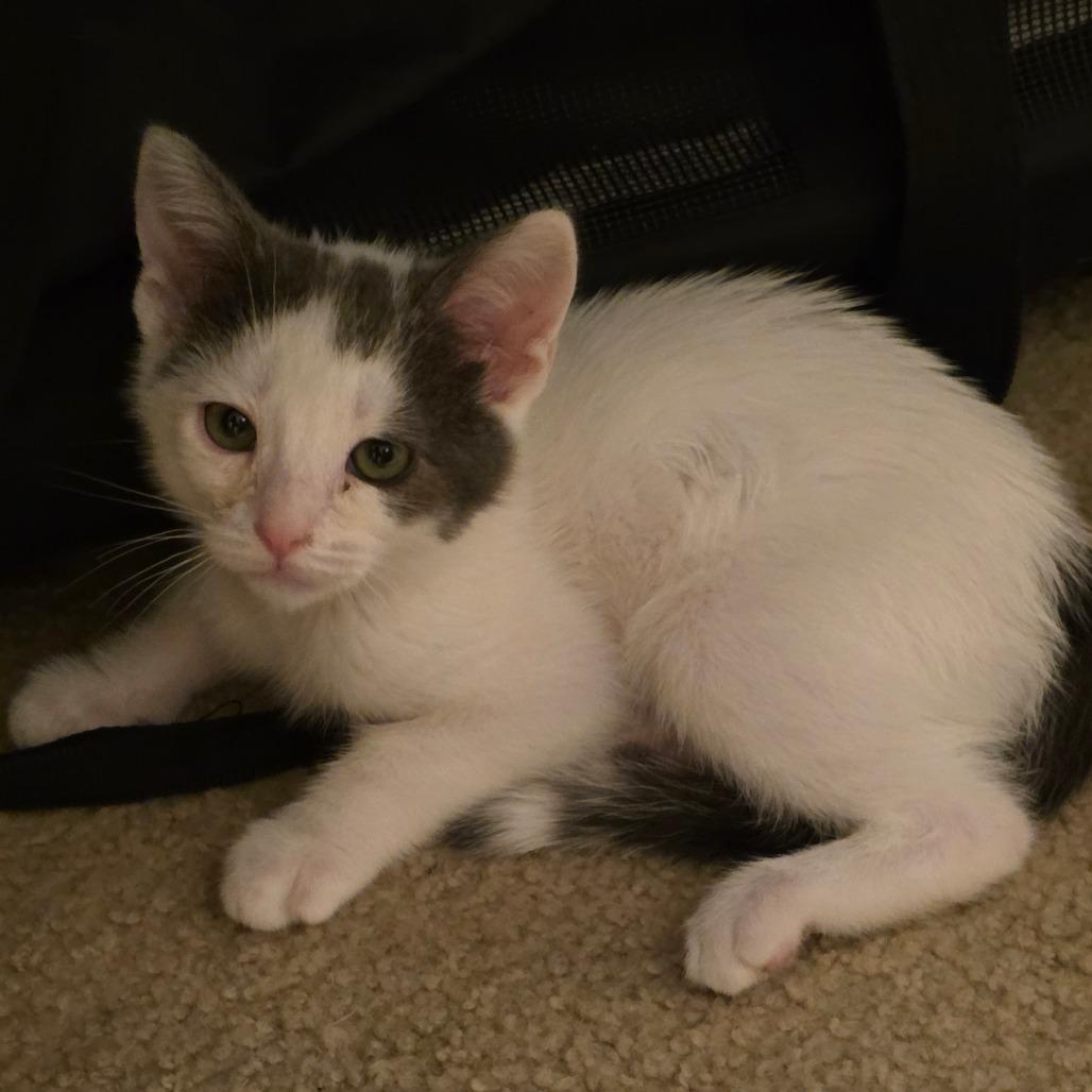 Do-si-Dos, Adoptable, Kitten Male Domestic Short Hair.