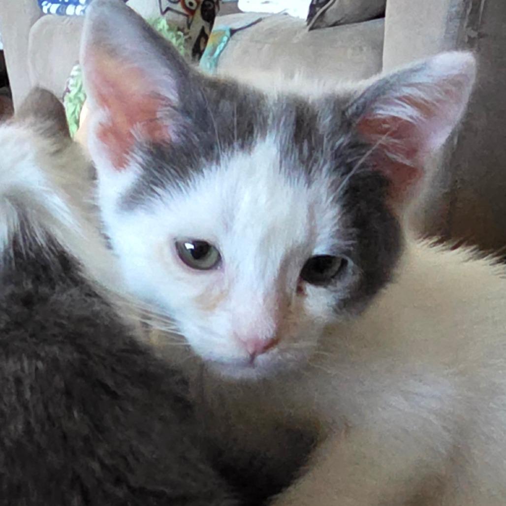 Enlarge Do-si-Dos, a Adoptable Domestic Short Hair in Long Beach, CA image 3/6