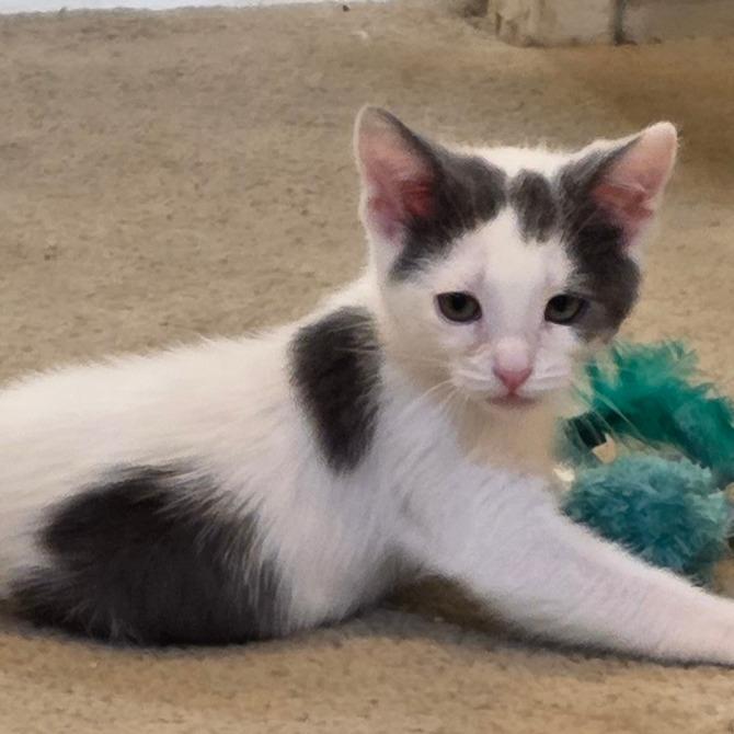 Do-si-Dos, a Adoptable Domestic Short Hair in Long Beach, CA image 3/6