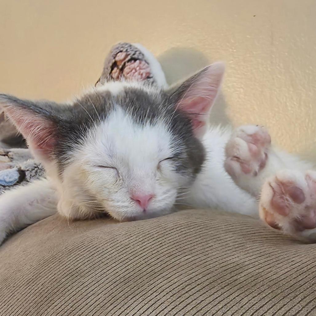 Enlarge Do-si-Dos, a Adoptable Domestic Short Hair in Long Beach, CA image 4/6