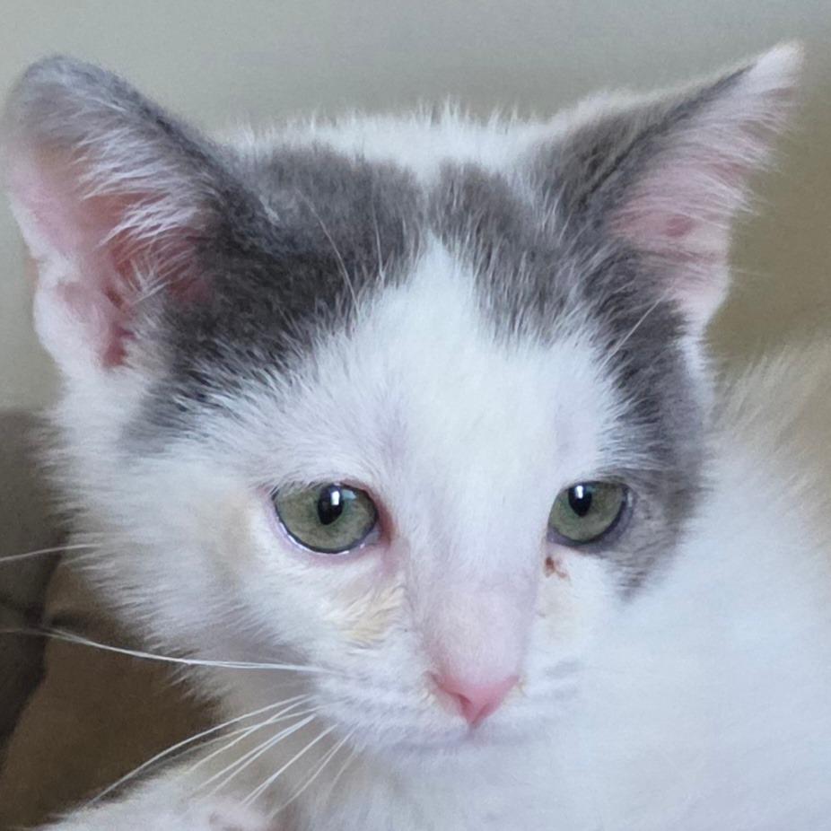 Enlarge Do-si-Dos, a Adoptable Domestic Short Hair in Long Beach, CA image 5/6