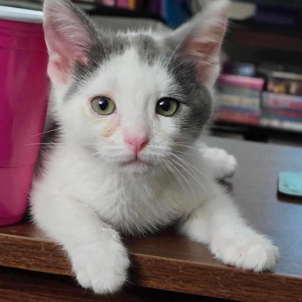 Enlarge Do-si-Dos, a Adoptable Domestic Short Hair in Long Beach, CA image 6/6