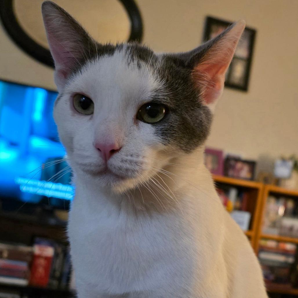 Do-si-Dos, a Adoptable Domestic Short Hair in Long Beach, CA image 6/6