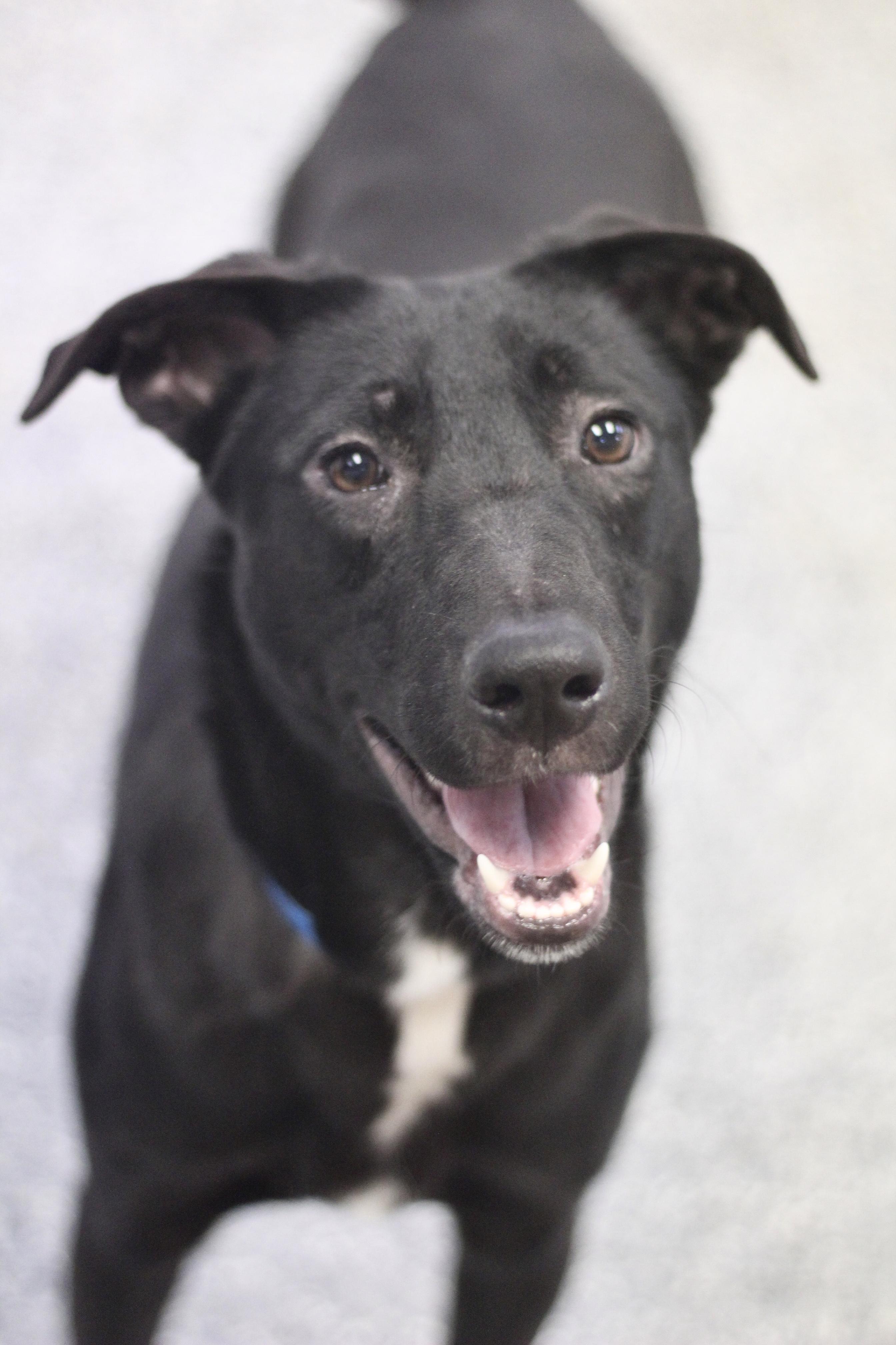 Enlarge Spice in NH! Come Meet our Adoptable Dogs Wednesday-Saturday. More info in Bio!, a ADOPTABLE mixed breed in Manchester, NH image 1/2