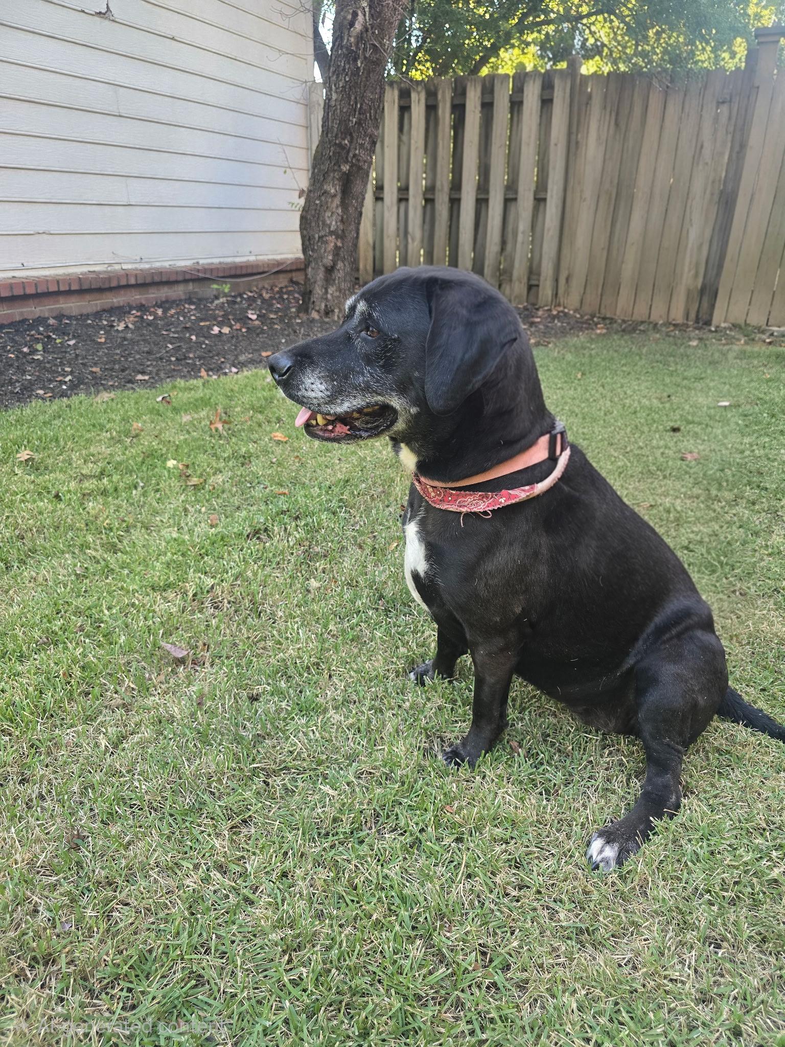 Enlarge Delana READ HER STORY, a Adoptable mixed breed in Franklin, TN image 3/5