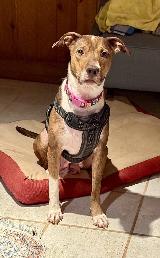 Lotus — thumbnail 3