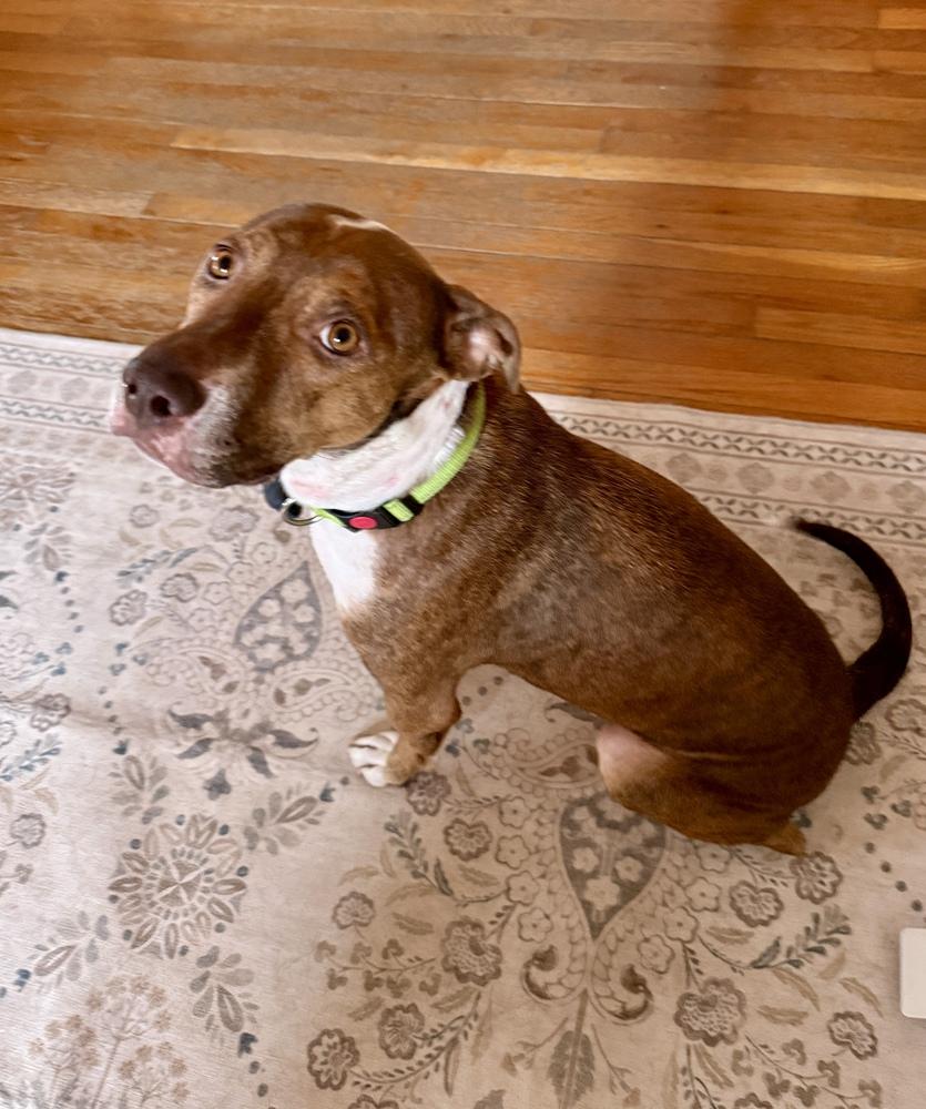 Lotus — thumbnail 4