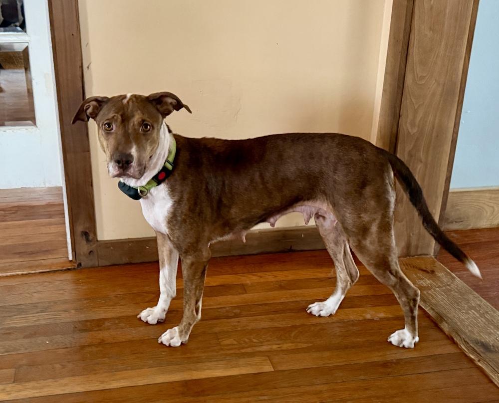 Lotus — thumbnail 5