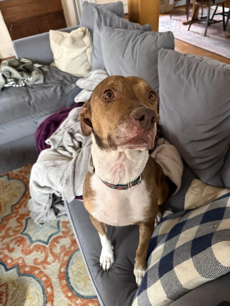 Lotus — thumbnail 6