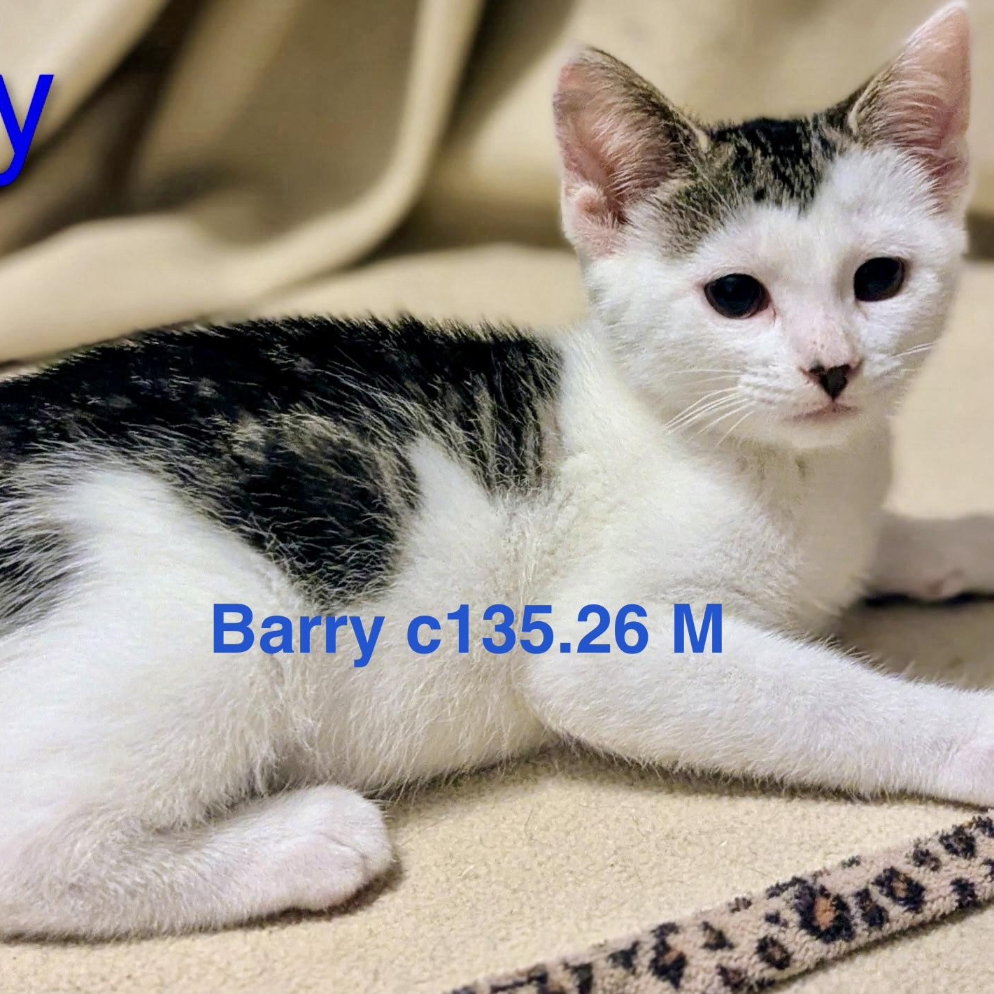 Foster Barry, Adoptable, Kitten Male Domestic Short Hair.