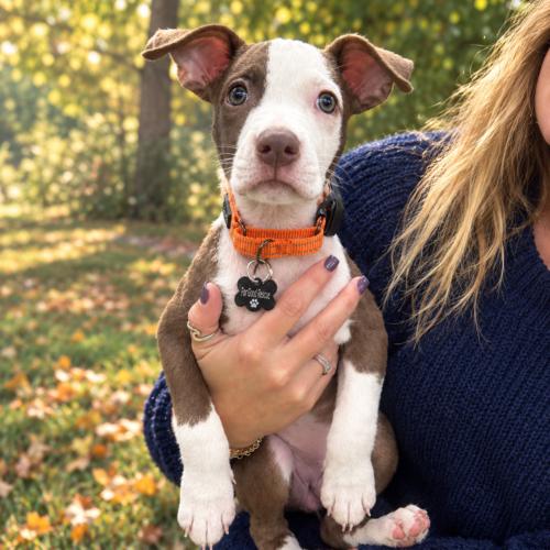 Enlarge Cookie, a Adoptable Pit Bull Terrier in Lincolnshire, IL image 1/1