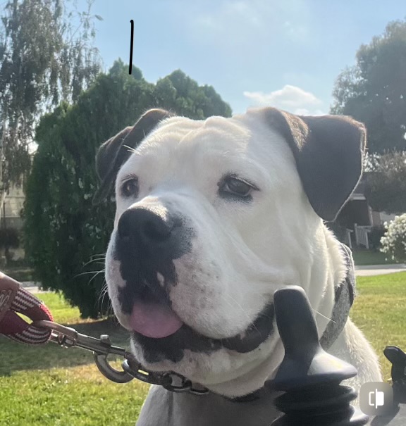 Gabbie, a Adopted mixed breed in Cool, CA image 2/6