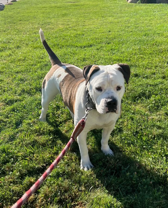 Gabbie, Adopted, Adult Female Pit Bull Terrier & American Bulldog.