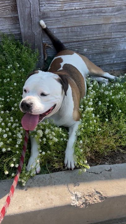 Enlarge Gabbie, a Adopted mixed breed in Cool, CA video 4/6
