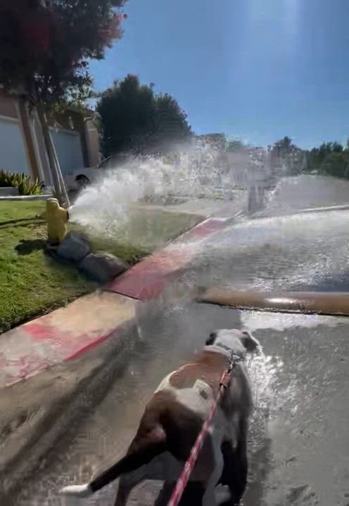 Enlarge Gabbie, a Adopted mixed breed in Cool, CA video 6/6