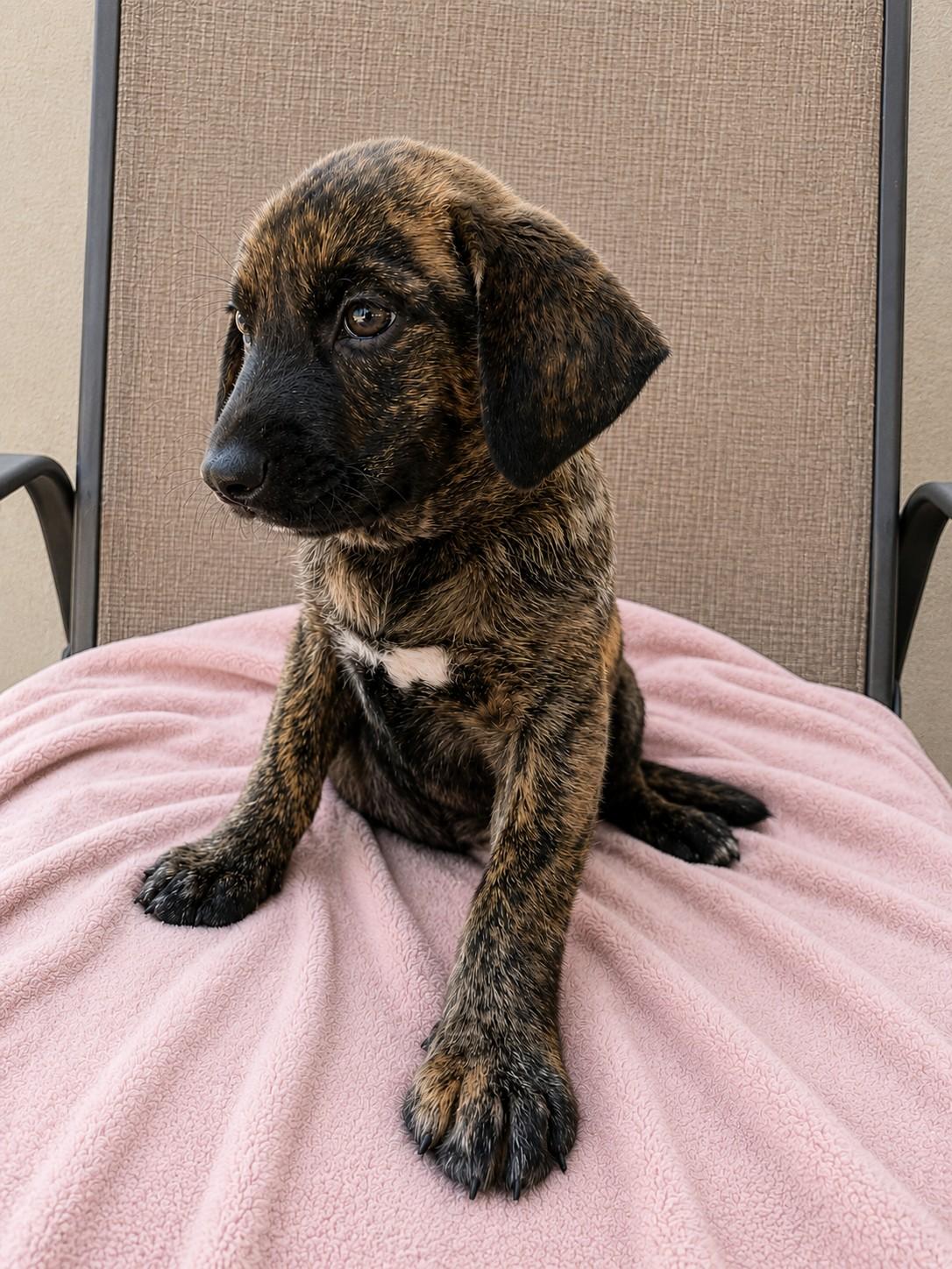 Enlarge Millie, a ADOPTABLE mixed breed in Poway, CA image 1/3