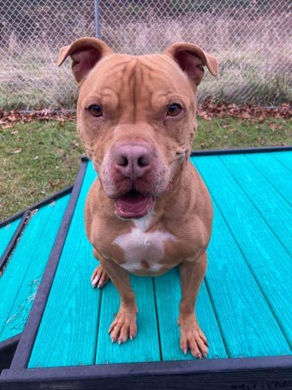 Scoob, Adoptable, Adult Male Terrier & Mixed Breed.
