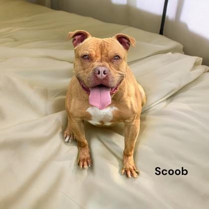 Scoob, a Adoptable mixed breed in Cumberland, MD image 2/2