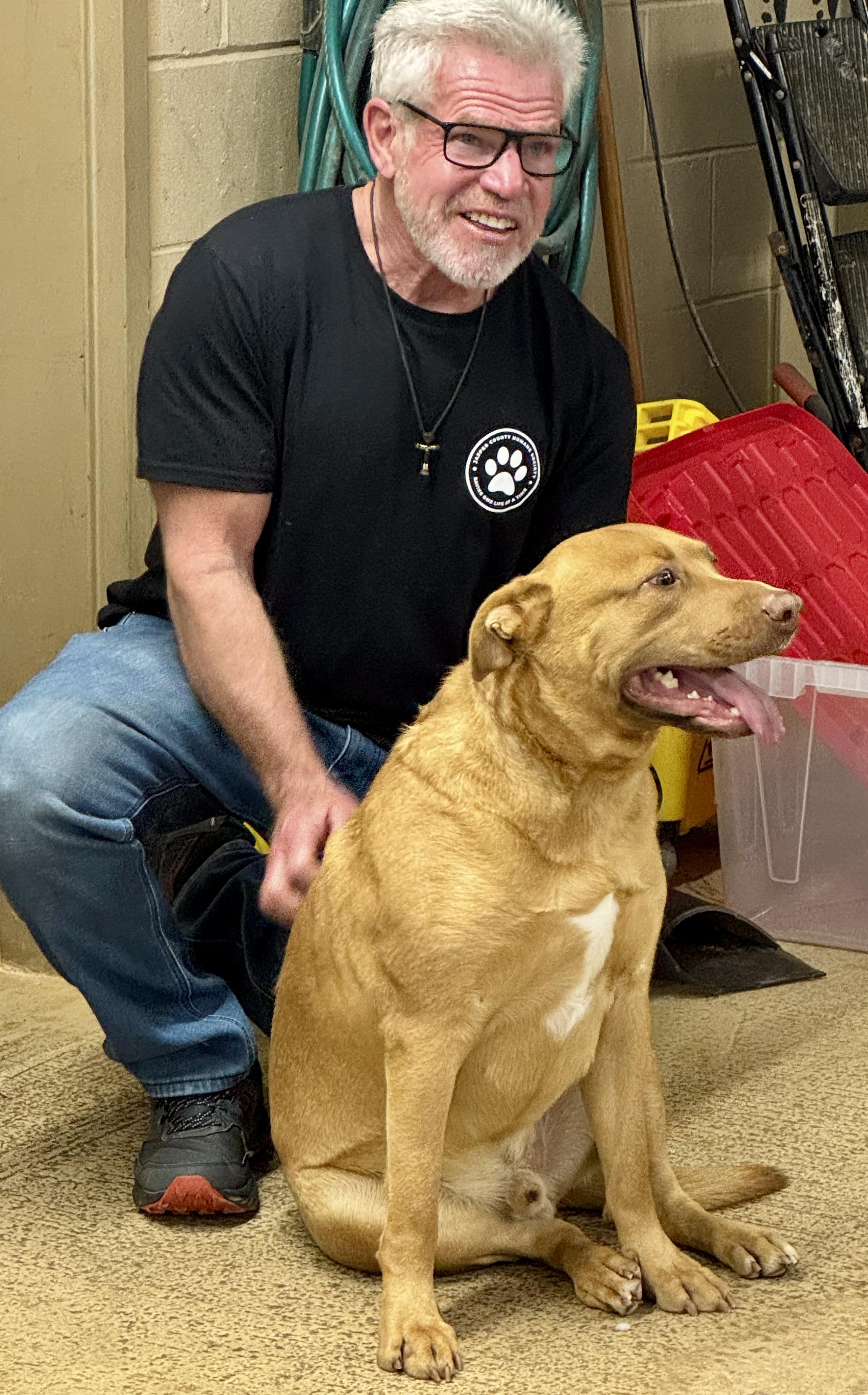 WRANGLER, a ADOPTABLE Yellow Labrador Retriever in Newborn, GA image 2/4