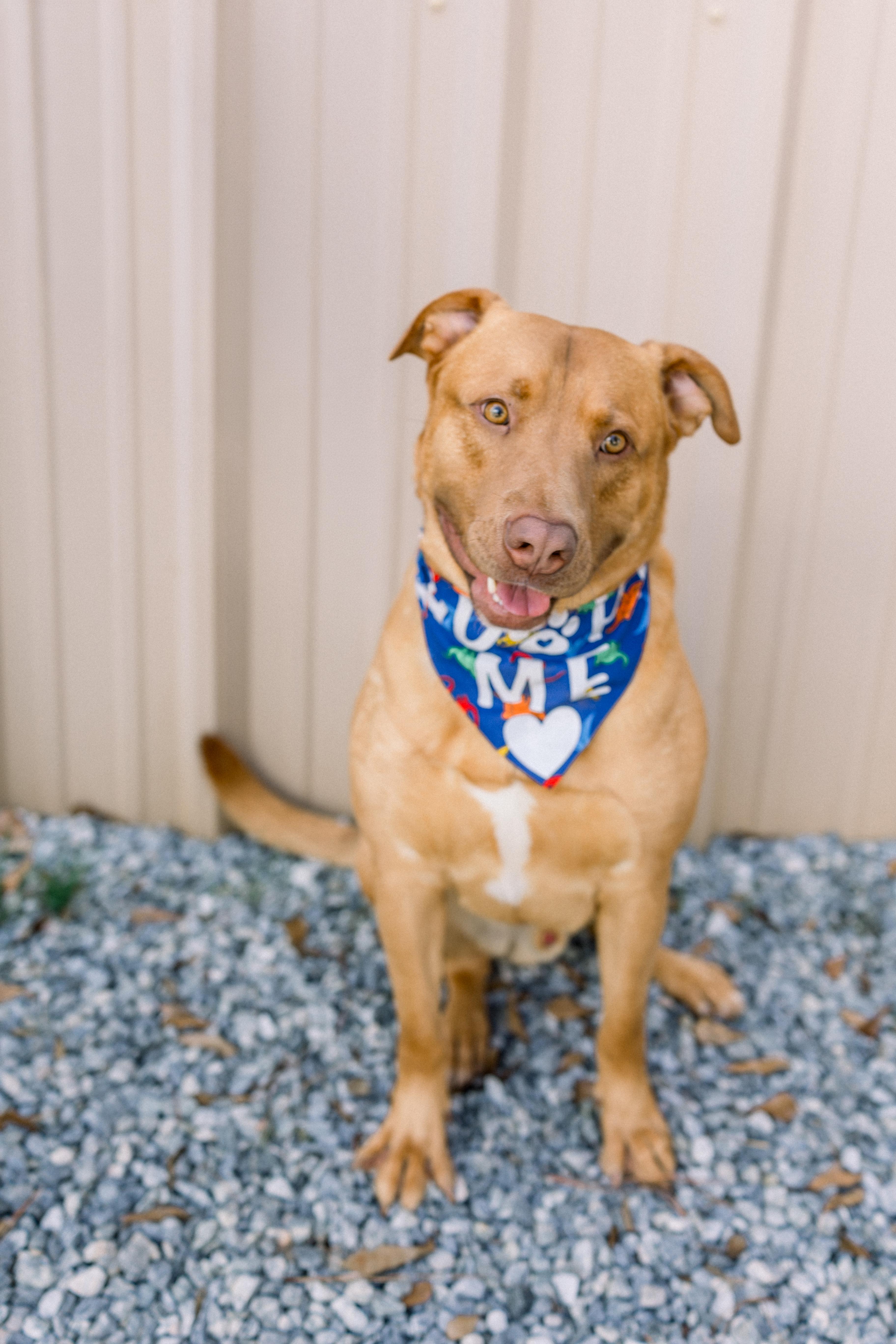 WRANGLER, ADOPTABLE, Adult Male Yellow Labrador Retriever.