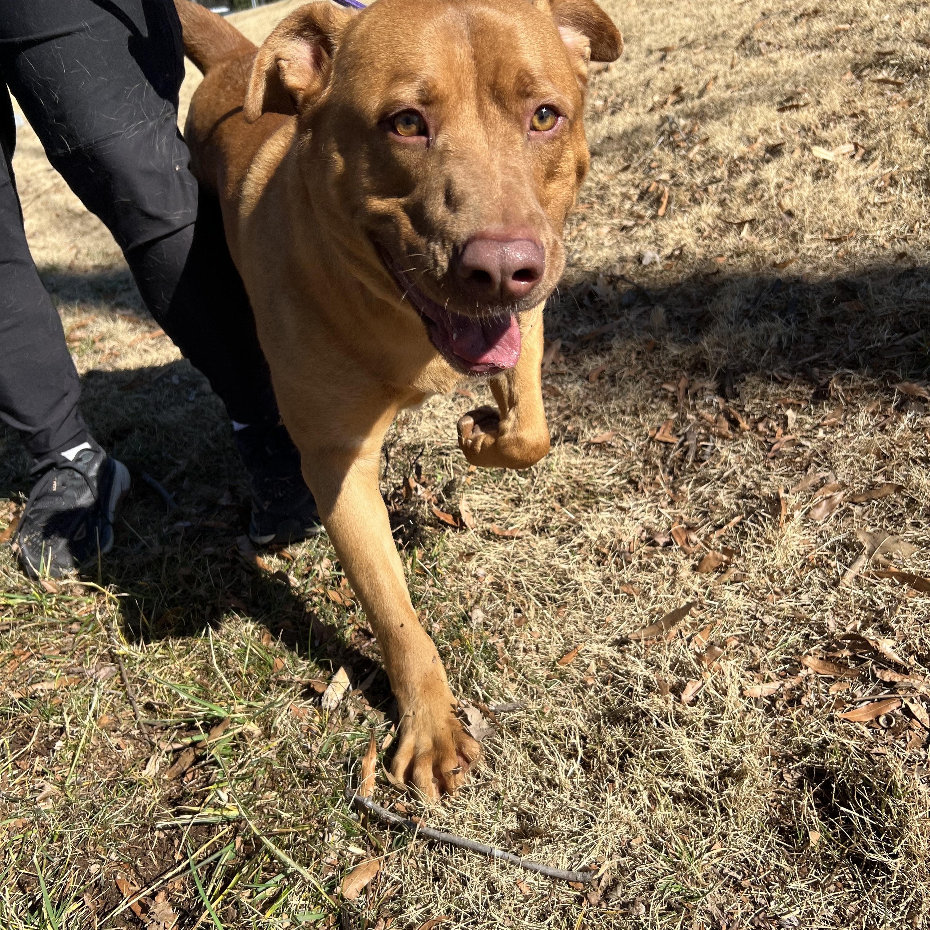 Enlarge WRANGLER, a ADOPTABLE mixed breed in Newborn, GA image 6/6