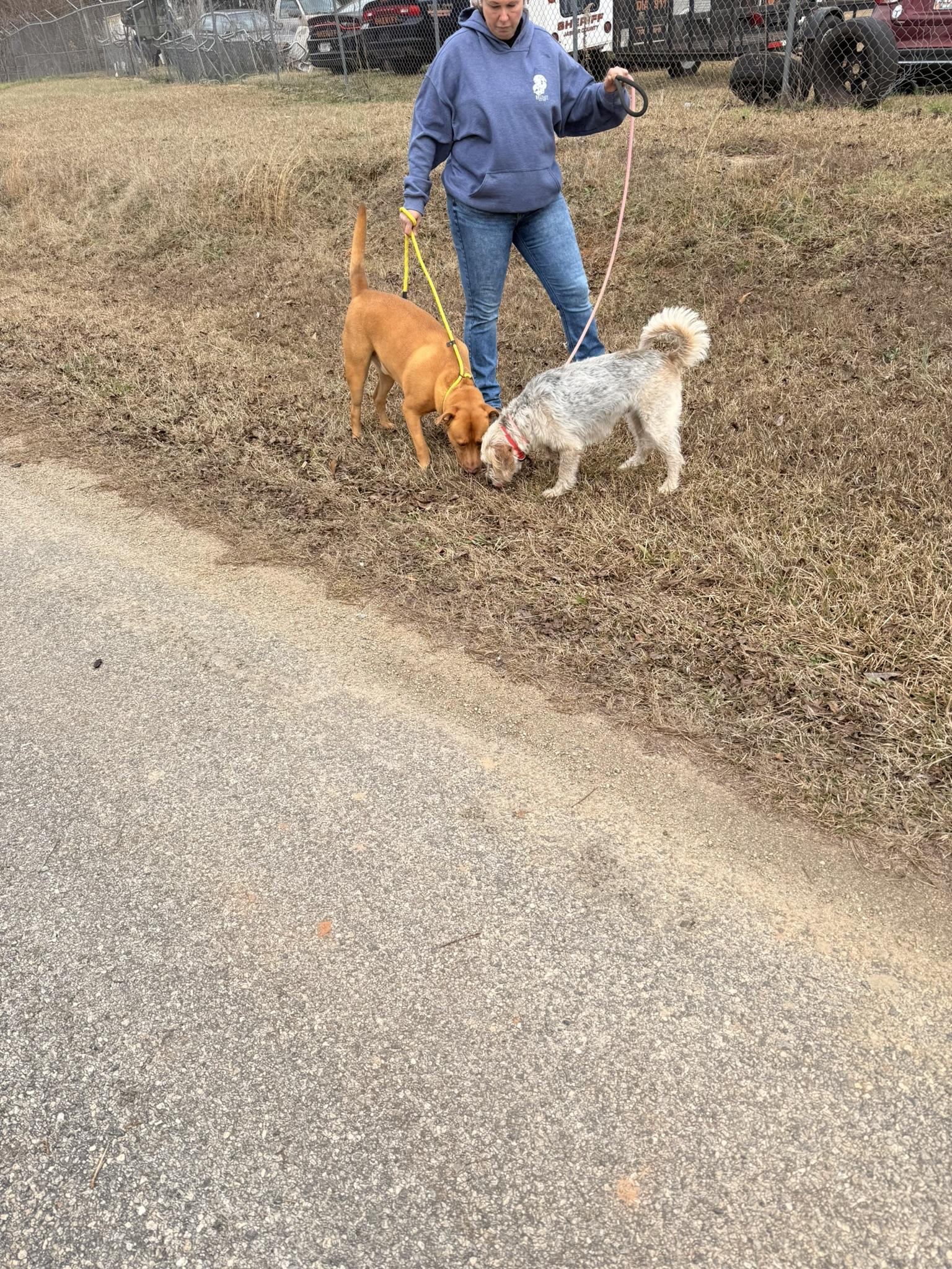 Wrangler thumbnail 4