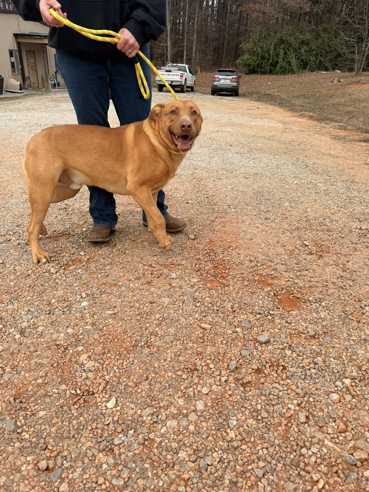 WRANGLER, ADOPTABLE, Adult Male Yellow Labrador Retriever.