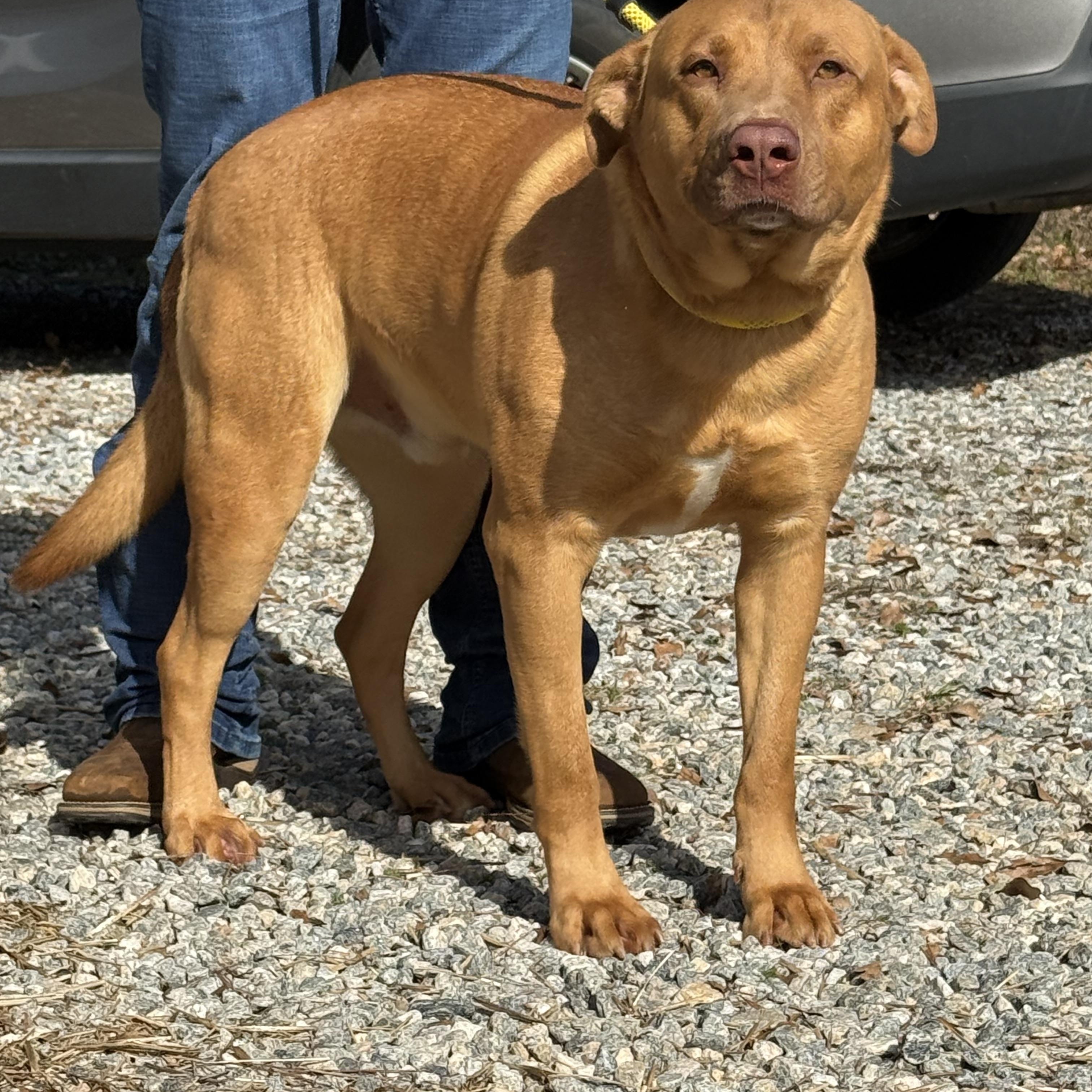 Enlarge WRANGLER, a ADOPTABLE mixed breed in Newborn, GA image 1/6