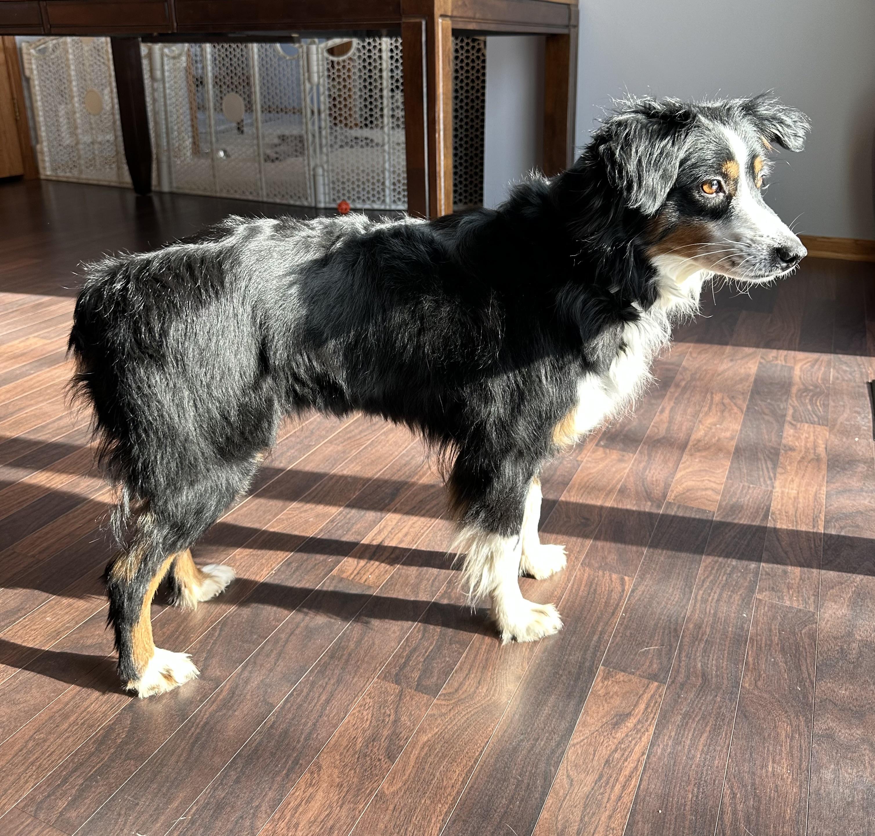 Enlarge Derby- Foster Home Needed, a Adoptable Australian Shepherd in Hartland, WI image 3/6