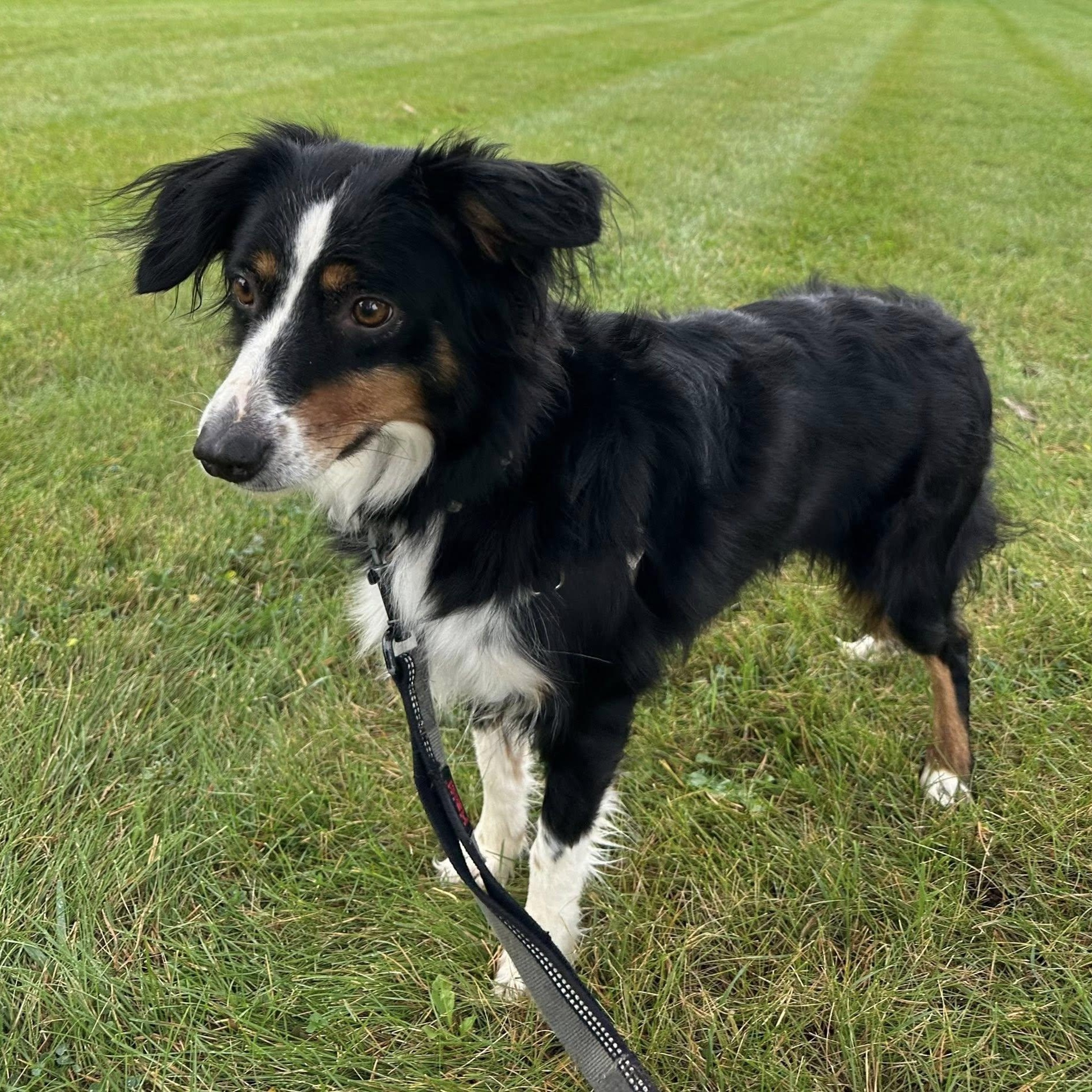 Derby- Foster Home Needed