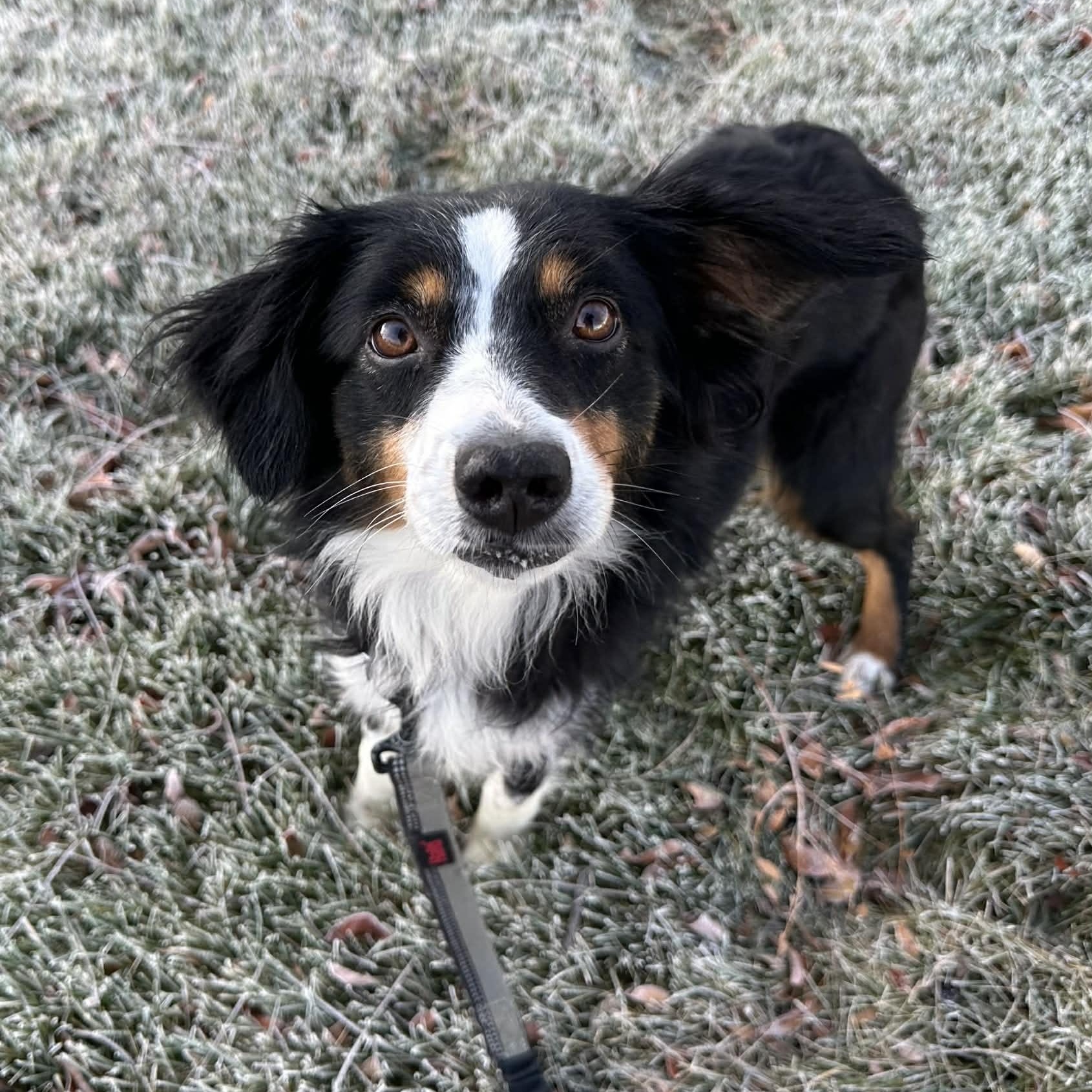 Enlarge Derby- Home Visit in Process, a Adoptable Australian Shepherd in Hartland, WI image 1/6