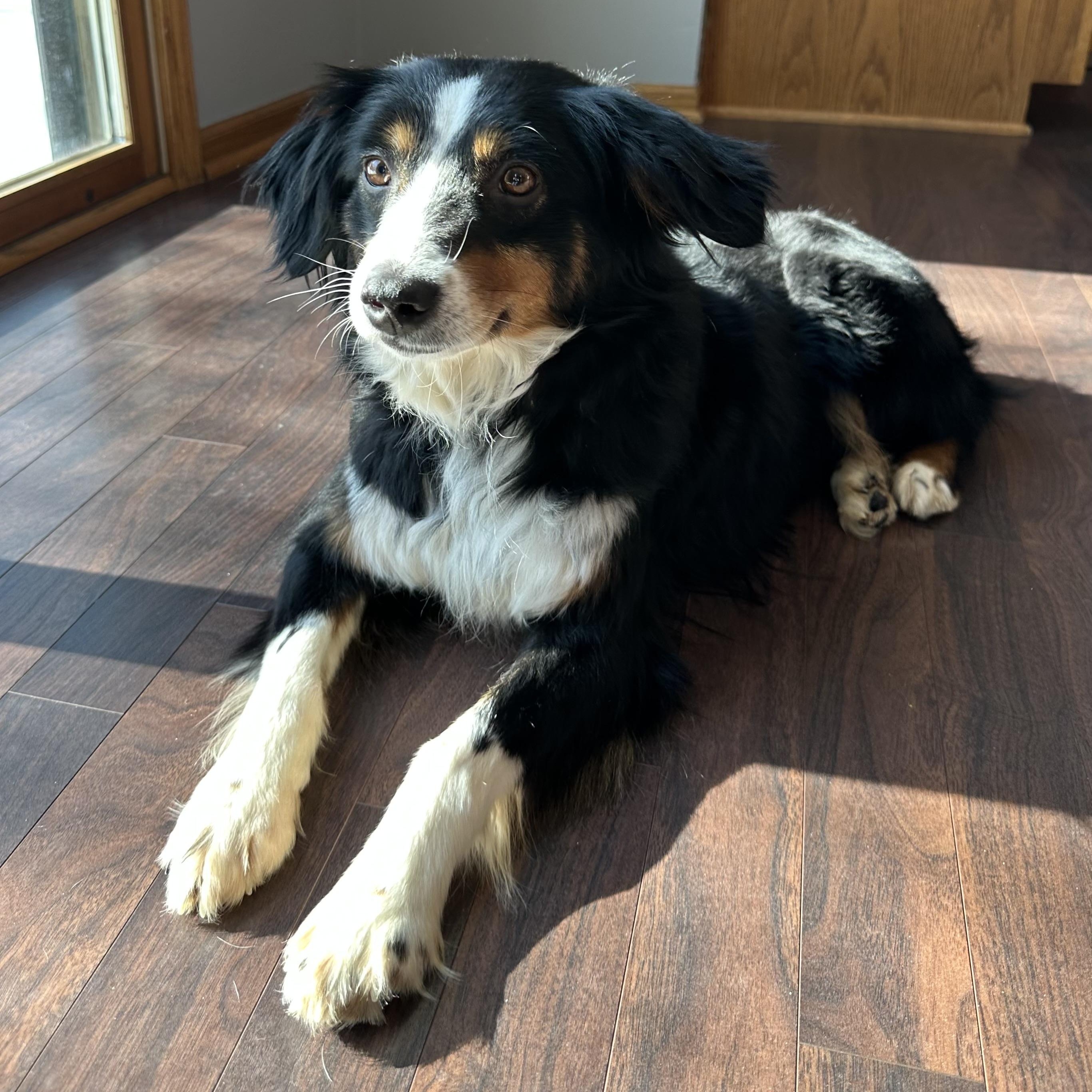 Enlarge Derby- Foster Home Needed, a Adoptable Australian Shepherd in Hartland, WI image 2/6