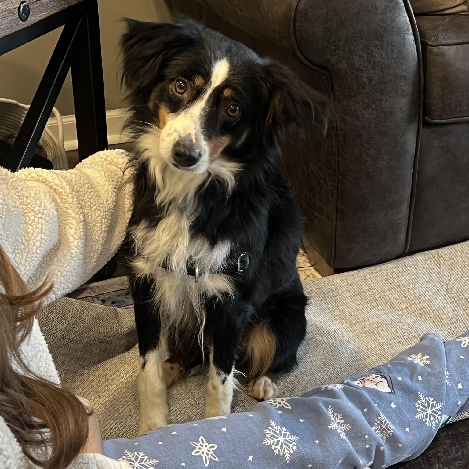 Enlarge Derby- Home Visit in Process, a Adoptable Australian Shepherd in Hartland, WI image 2/6