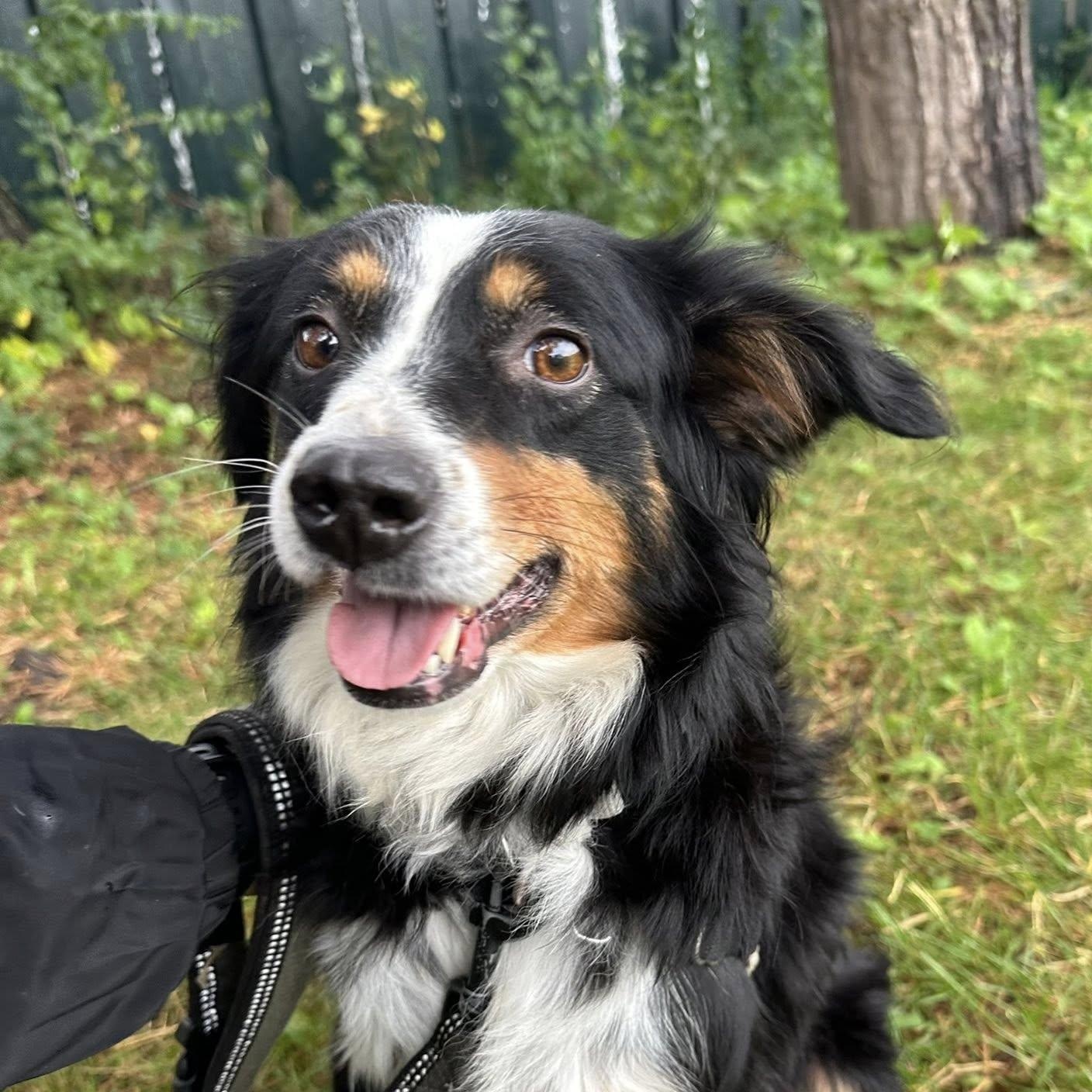 Derby- Foster Home Needed