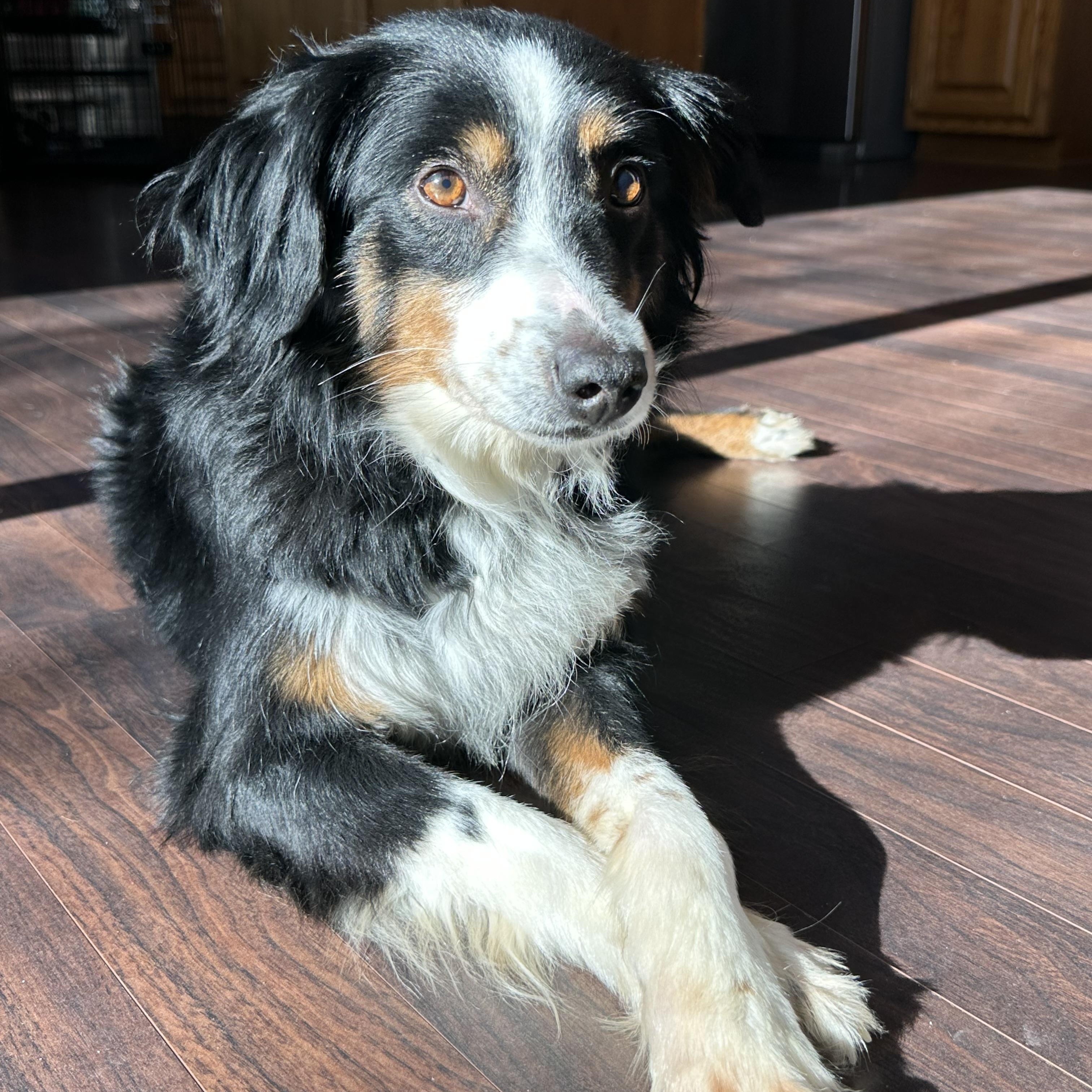 Enlarge Derby- Foster Home Needed, a Adoptable Australian Shepherd in Hartland, WI image 1/6