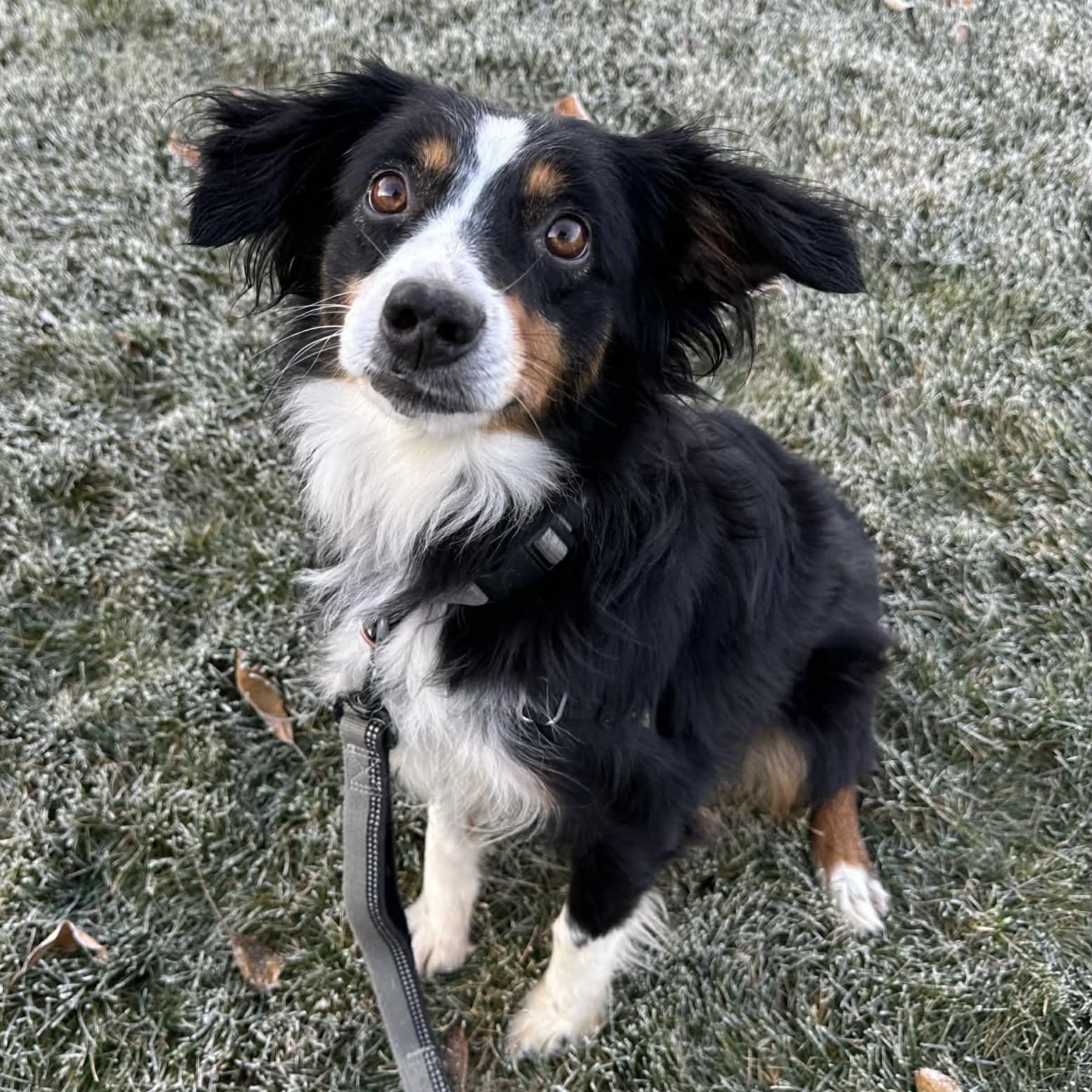 Enlarge Derby- Home Visit in Process, a Adoptable Australian Shepherd in Hartland, WI image 6/6