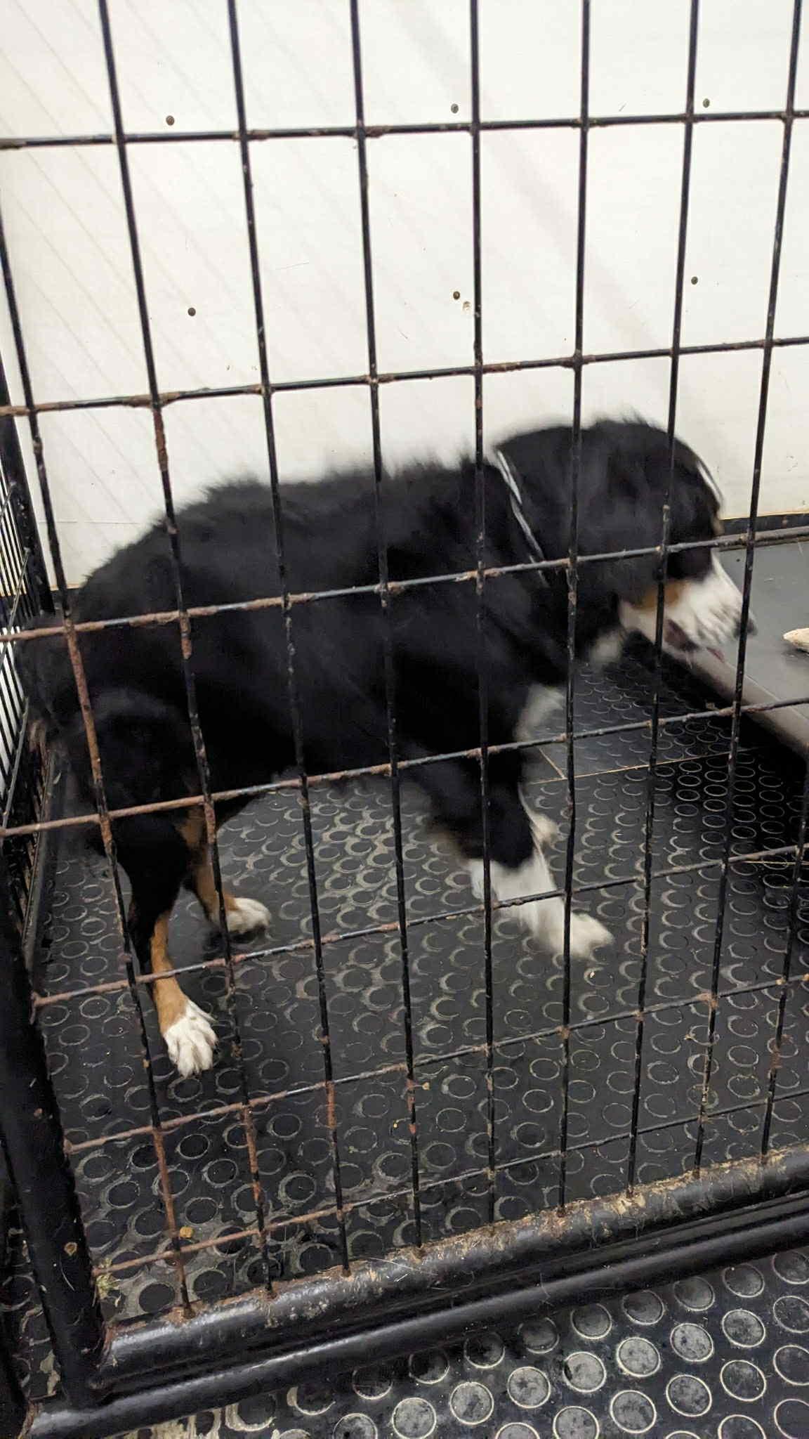 Derby-Foster Home Needed