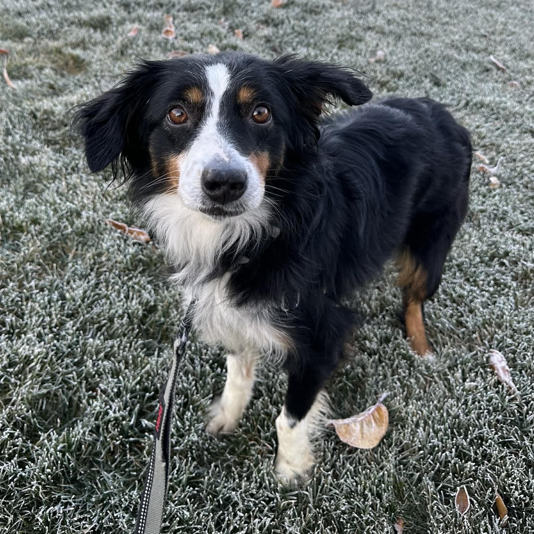 Enlarge Derby- Home Visit in Process, a Adoptable Australian Shepherd in Hartland, WI image 4/6