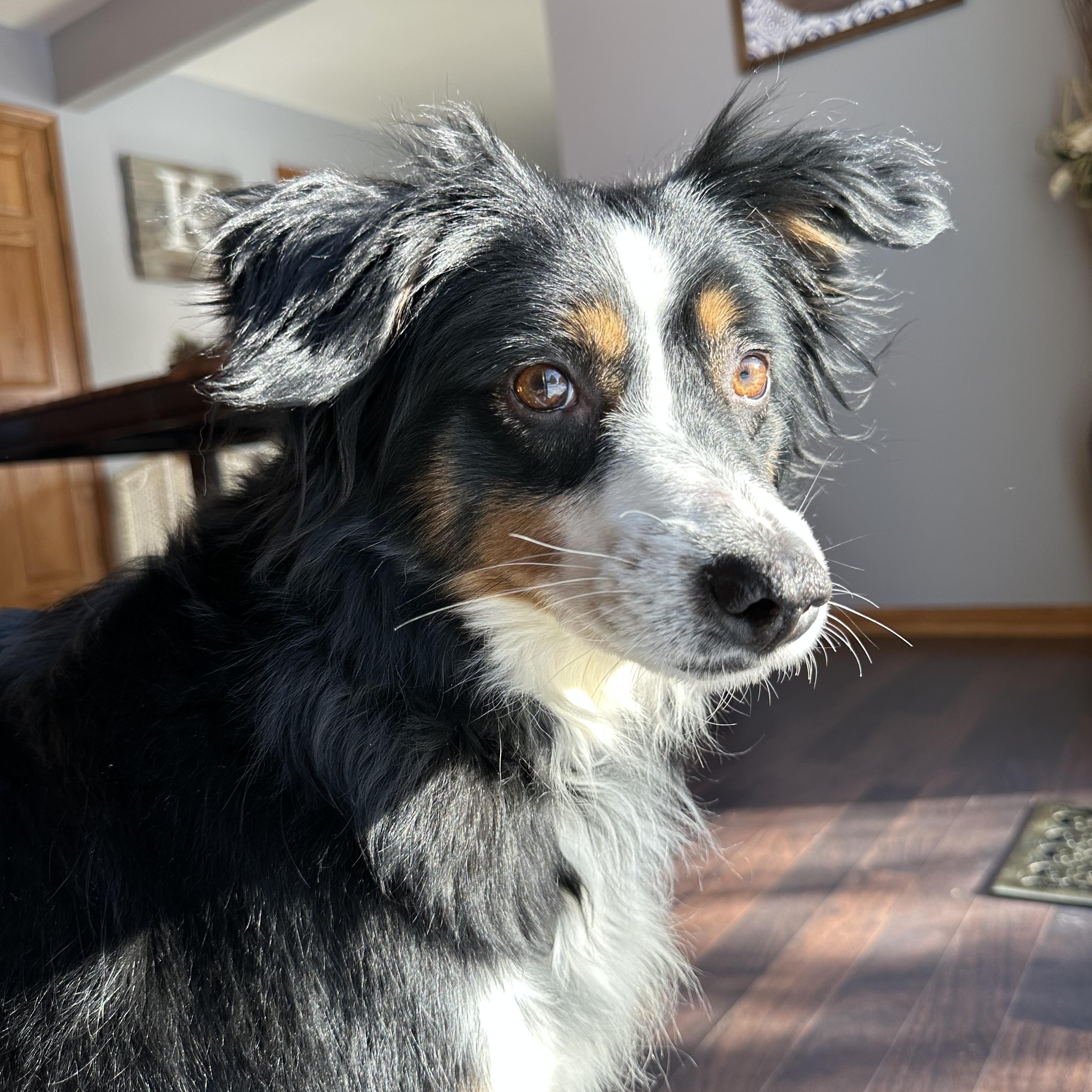 Enlarge Derby- Foster Home Needed, a Adoptable Australian Shepherd in Hartland, WI image 4/6