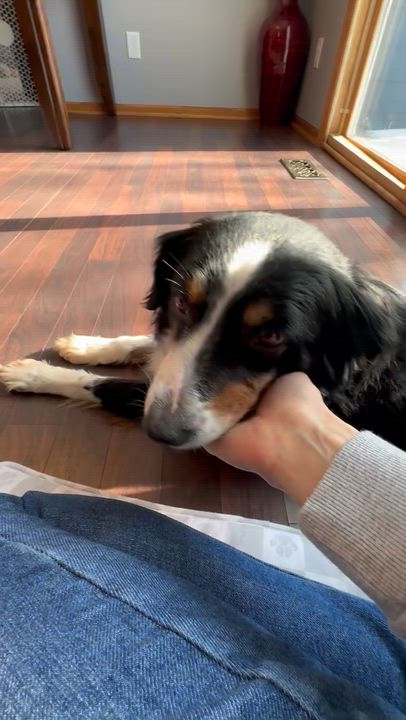 Enlarge Derby- Foster Home Needed, a Adoptable Australian Shepherd in Hartland, WI video 6/6