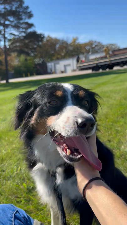 Enlarge Derby- Home Visit in Process, a Adoptable Australian Shepherd in Hartland, WI video 5/6