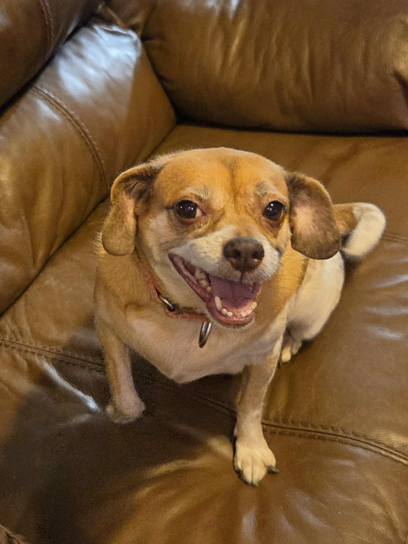 JILLIE, Adoptable, Adult Female Puggle.
