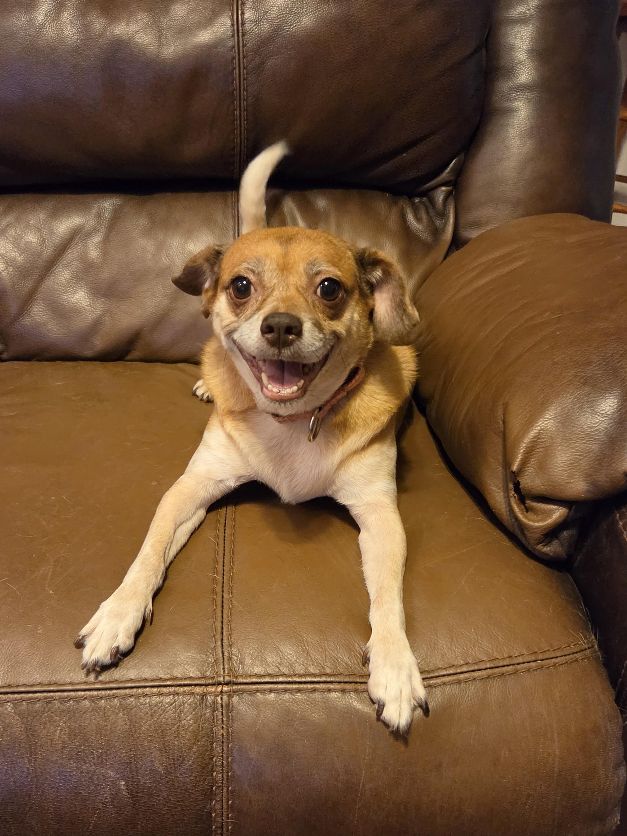 Enlarge JILLIE, a Adoptable mixed breed in Troutman, NC image 2/6