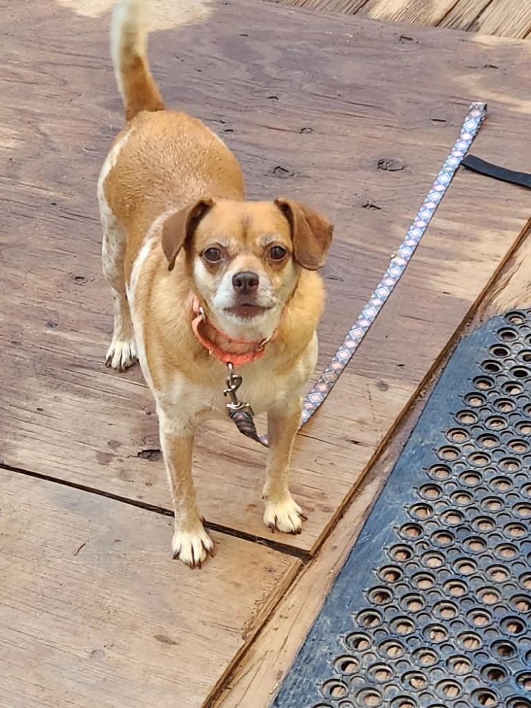 Enlarge JILLIE, a Adoptable mixed breed in Troutman, NC image 6/6