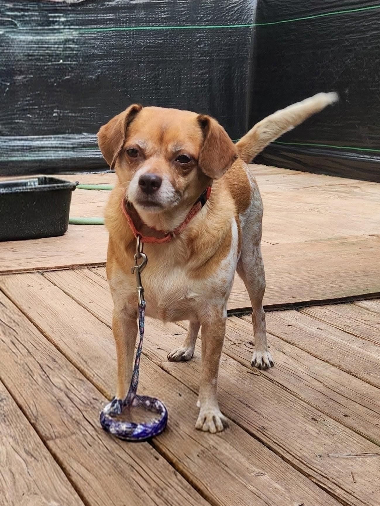 Enlarge JILLIE, a Adoptable mixed breed in Troutman, NC image 5/6