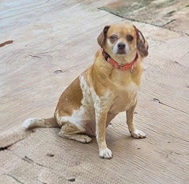 Enlarge JILLIE, a Adoptable mixed breed in Troutman, NC image 4/6