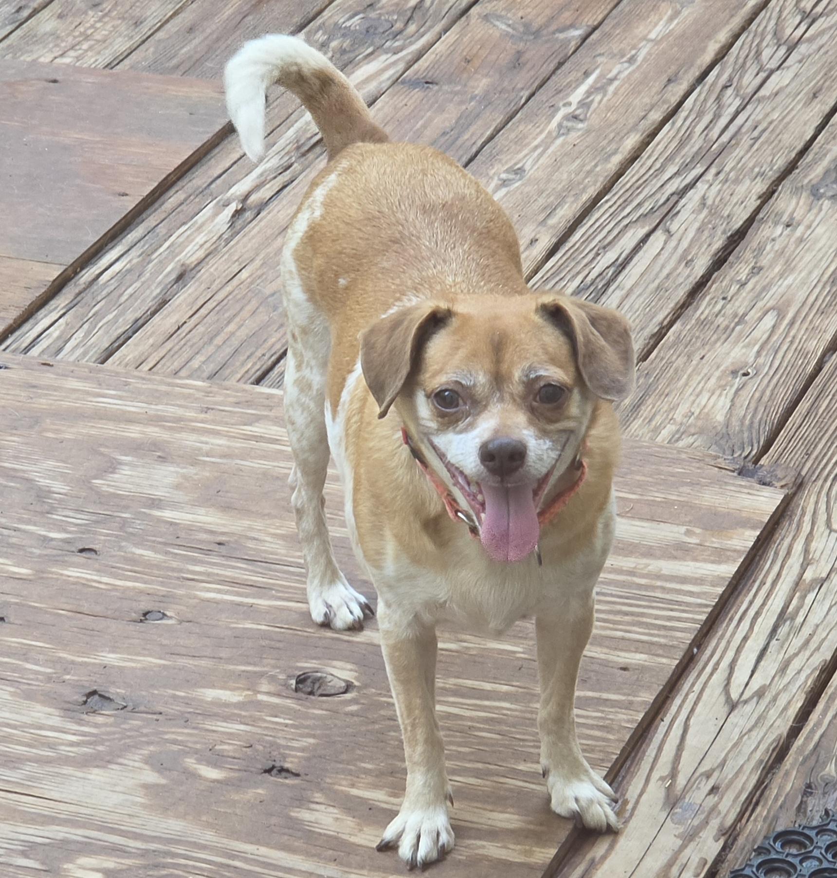 Enlarge JILLIE, a Adoptable mixed breed in Troutman, NC image 3/6