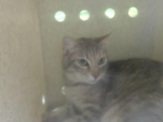 A551202, Adoptable, Adult Female Domestic Short Hair.